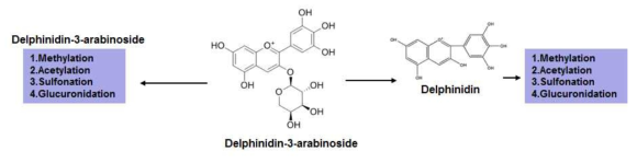 Delphinidin-3-arabinoside의 예상 대사경로
