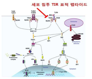 TLR4 신호전달 단백질과 본 연구에서 개발하는세포 침투 펩타이드의 표적부위를 나타내는 모식도