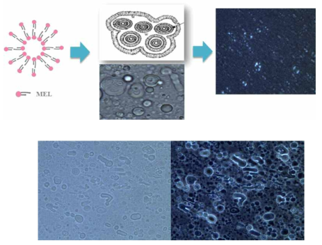 바이오계면활성제 self assembly (liquid crystal formation)