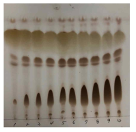 5ton 발효 시간별 바이오계면활성제(MEL) TLC 결과