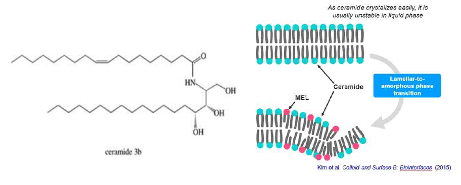 Ceramide 구조 및 가용화 제형 모식도