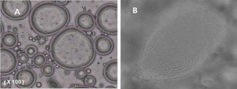 MEL의 self assembly properties (A: 리포좀, B: multilamellar vesicle)