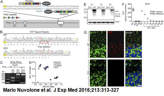 Characterization of C57BL/6J-PrnpZH3/ZH3 mice