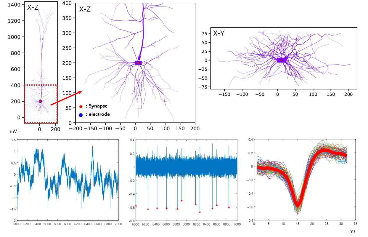 시뮬레이터를 이용한 데이터 생성. 위의 세 이미지는 각각 X-Z, X-Z, X-Y 평면에서의 신경 세포의 형태와 시냅스, 전극의 위치를 나타냄. 아래의 세 그래프는 각각 전극에서 측정된 신호와 필터링을 거친 신호, 그리고 spike를 기준으로 32 포인트의 길이로 중첩한 신호를 나타냄