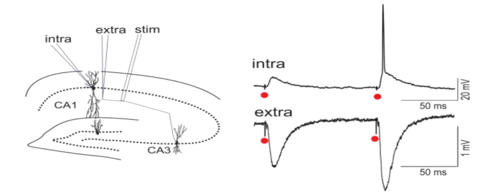 Intra-cellular와 extra-cellular 신호의 차이점