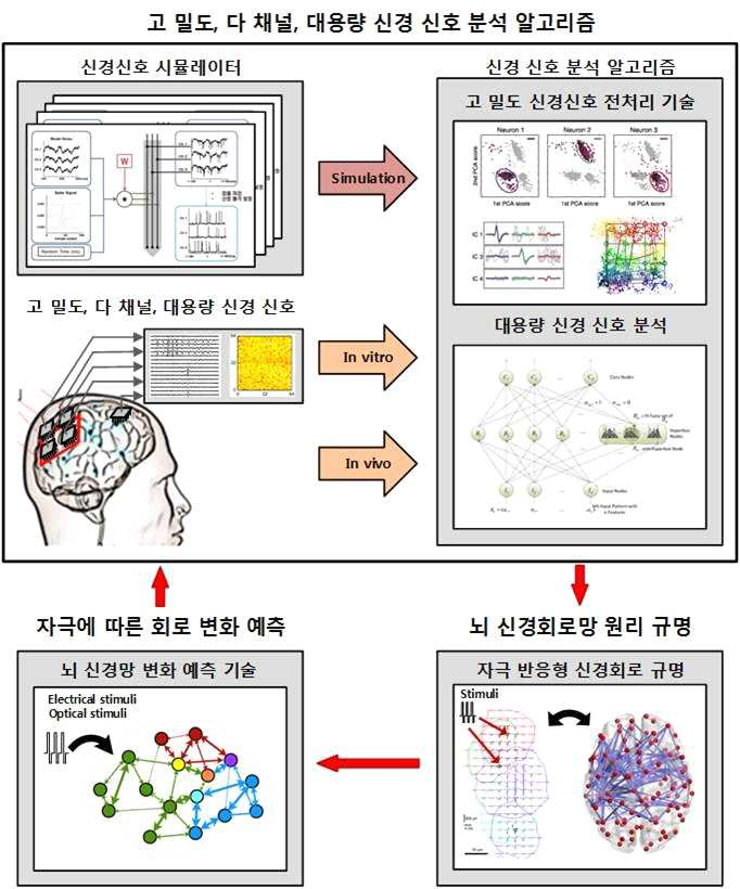 뇌 신경회로의 전기신호 분석 알고리즘 개발 다이어그램