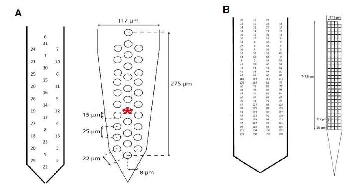 A,B는 각 32, 128 channels Polytrode의 Electrode number 및 구조도