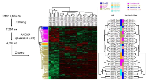 Sorafenib 처리 전후의 단백질 ratio를 이용한 Hierarchical clustering 분석