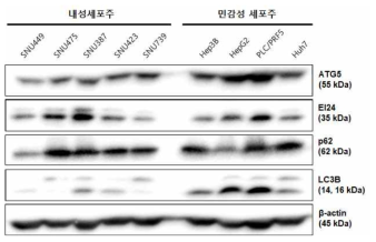 내성세포주 및 민감성 세포주에서 autophagy 마커 단백질 발현 확인