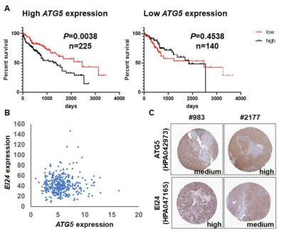 Autophagy 관련 유전자 ATG5 및 EI24의 임상 데이터 분석