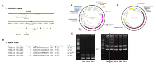 CRISPR-Cas9을 이용한 EI24 KO 간암세포주의 생산