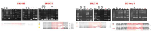 CRISPR-Cas9을 이용한 EI24 KO HCC cell line 제작