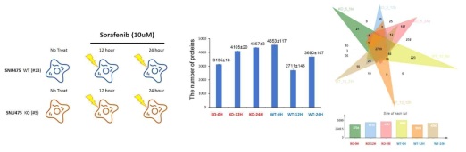 EI24 KO에 따른 sorafenib 반응성 단백체
