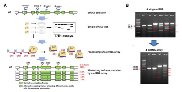 CRISPR-Cpf1 기반 다중 guide RNA 이용 유전자적중 시스템