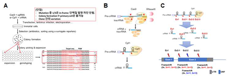 Isogenic cell line 모델 확립 방법