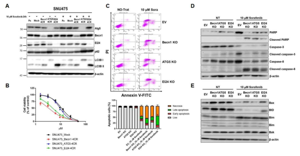 Autophagy 관련 유전자 KO 따른 sorafenib에 대한 민감성 확인