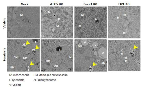 ATG5, Becn1, EI24 KO 세포주에서 TEM을 이용한 autophagy 발생 확인