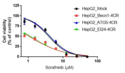 ATP assay to examine cell viability of sorafenib-treated cells