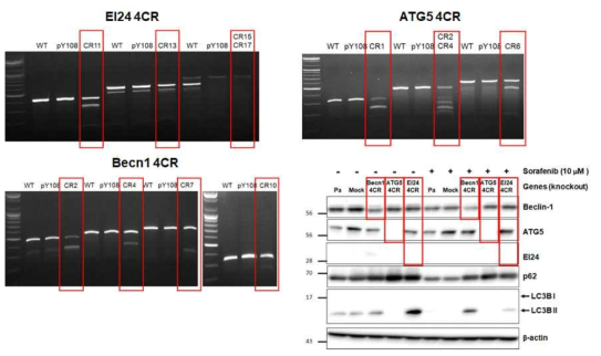 PLC/PRF5 세포주에서 T7E1 assay와 western blot을 통한 EI24, ATG5, Becn1의 유전자 KO 확인
