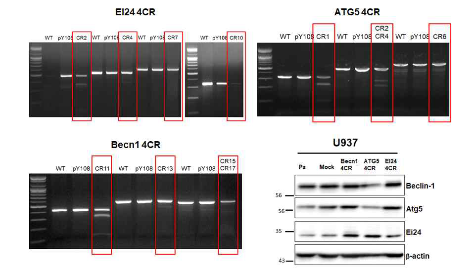 U937 세포주에서 T7E1 assay와 western blot을 통한 EI24, ATG5, Becn1의 유전자 KO 확인