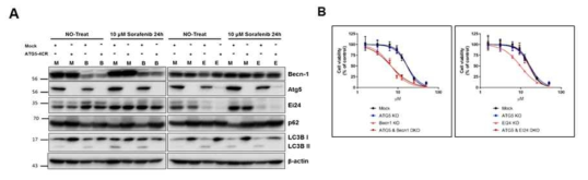ATG5/Becn1 및 ATG5/EI24 double KO에 따른 sorafenib에 대한 민감성 확인