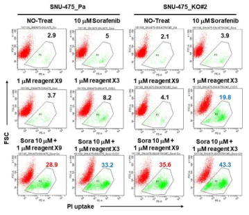 sorafenib sensitizer candidate compound를 검증하기 위한 세포사멸 분석