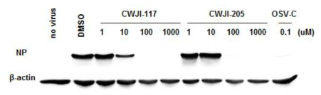 CWJI-117과 -205 처리한 세포의 바이러스 유래 단백질의 발현 억제를 보여주는 Western blot