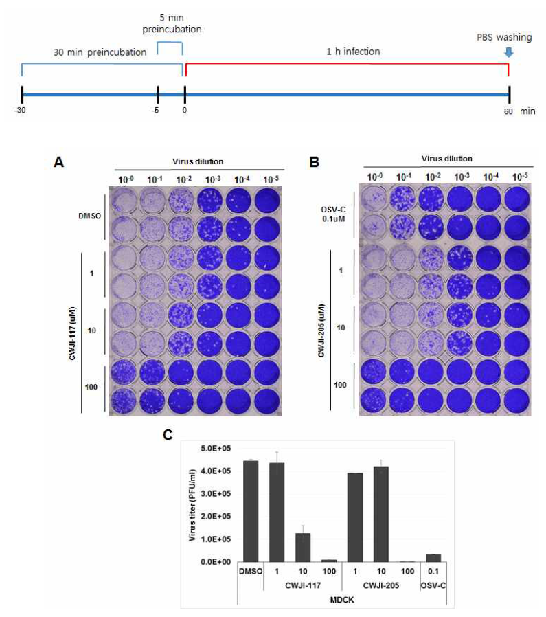 CWJI-117과 -205 처리한 세포 배양액의 바이러스 역가 측정. A) CWJI-117 처리군의 plaque inhibition assay. B) CWJI-205 처리군의 plaque inhibition assay. C) Plaque titration의 정량