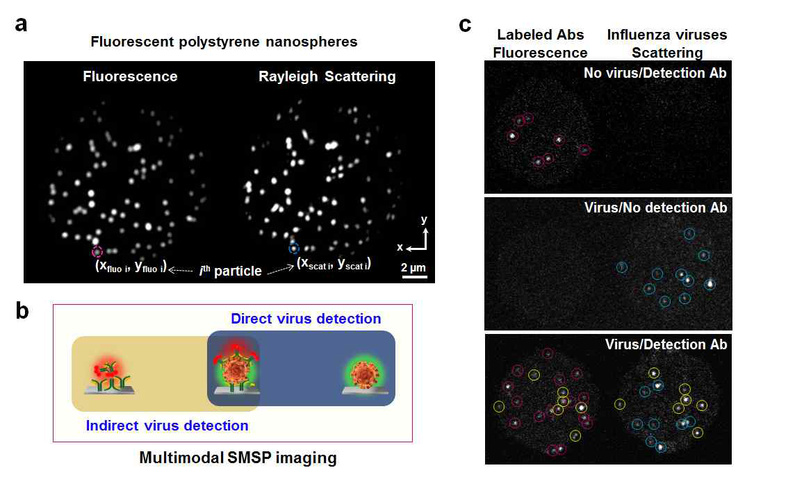 Multimodal SMSP의 성능검증. a) fluorescent nanospere를 loading하여 dual positive spots이 측정됨을 검증. b) 이미징 장비의 작용원리와 기존 검출법과의 차별성. c) 항체를 이용한 바이러스 입자의 검출 예시