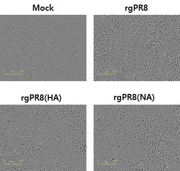 H5N8 유래의 HA, NA 유전자를 지니는 recombinant RG 바이러스