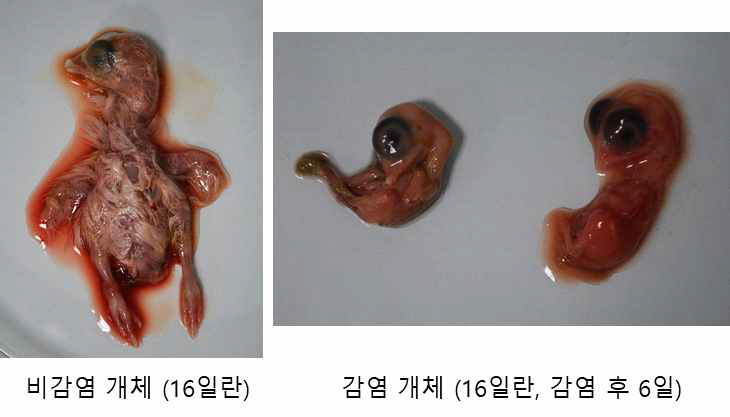 조류인플루엔자 H3N8에 의한 계란 감염과 발육 장애