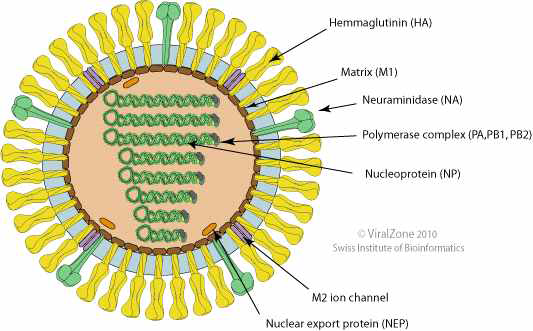 조류인플루엔자 바이러스의 구조