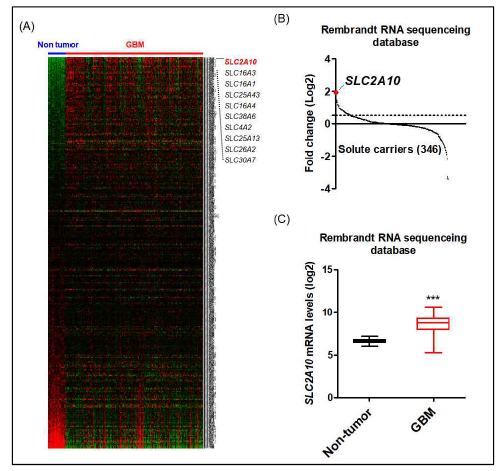 GBM 특이적 과발현 SLC의 screening