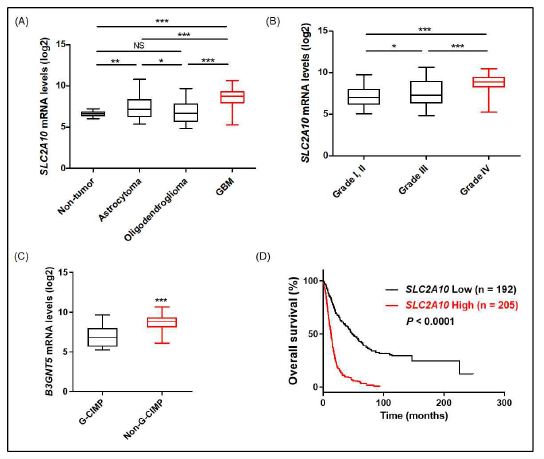 SLC2A10의 과발현과 GBM 악성화의 상관관계