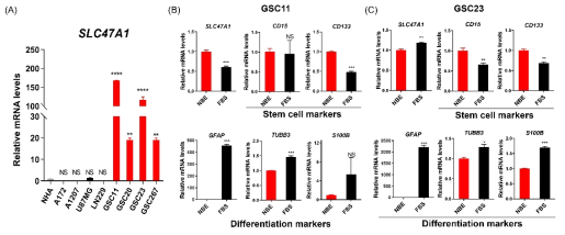 SLC47A1의 cell line 별 발현 비교 및 분화에 의한 marker 변화 비교