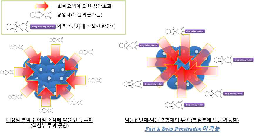 복막 전이 암 조직에서 핵심부까지 침투가 가능한 약물전달체-약물 결합체의 필요성