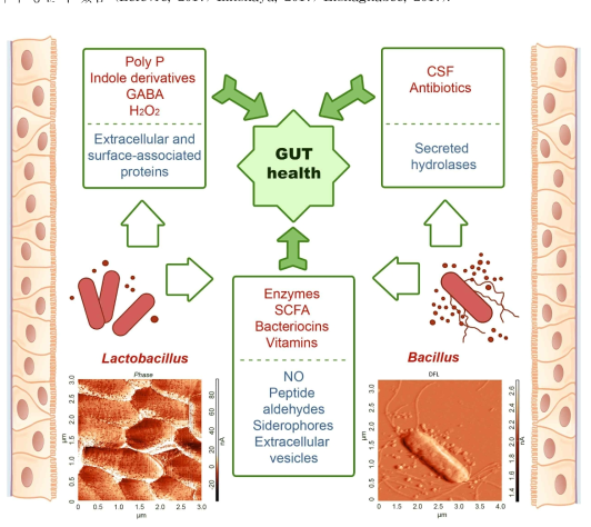 Gut physiology에 관여하는 Lactobacillus와 Bacillus 의 다양한 bioactive component의 통합적인 view. (Ilinskaya, 2017)