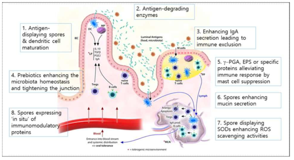 본 연구에서 추적하려고 하는 Gut physiology와 관여하는 Bacillus 의 다양한 항-allergy 관련 bioactive component의 overview
