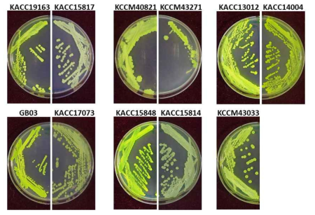 GFP production showing the tranformation in B. velezensis strains