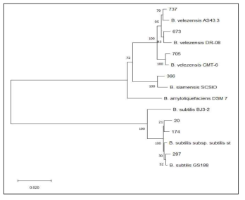 분리 Bacillus 균주의 MLST phylogenetic tree