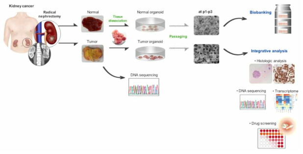신장 조직 유래의 3D 오가노이드 배양 및 분자 분석 flow