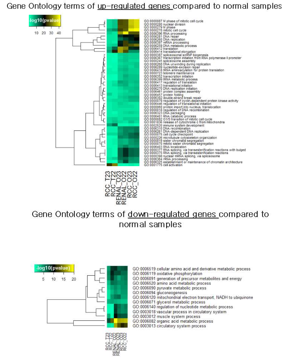 신장 조직 및 신장 조직 유래의 3D 오가노이드에서 RNA seq 결과 비교