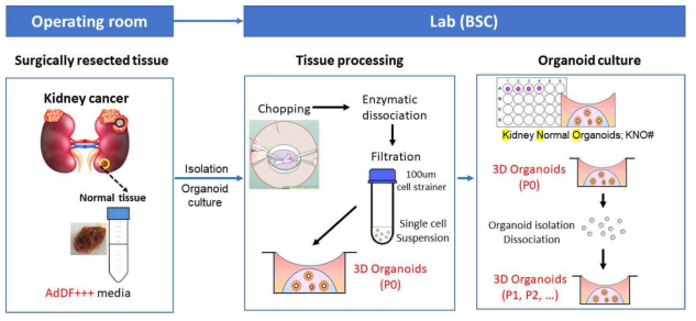 신장 조직에서 직접 획득한 세포를 이용한 3D 신장오가노이드 배양 프로토콜