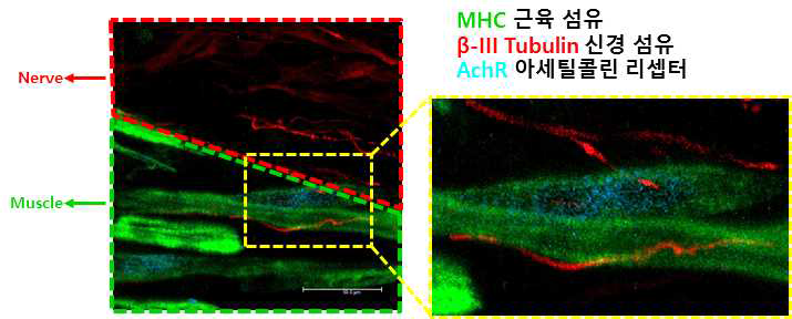 신경/근육 구조체 내부의 신경/근육 접합부 생성 확인