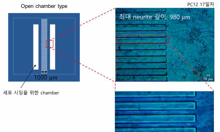 제작된 미세유체채널에서의 신경돌기(neurite) 가이드 확인