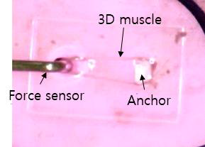 근수축력 측정중인 3D 근육 구조체의 모습