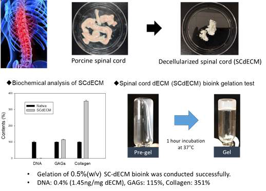 (위) 돼지 척수와 탈세포화된 척수(SCdECM), (아래) SCdECM내 DNA와 세포외기질 잔존량 확인