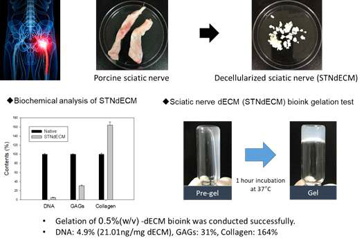 (위) 돼지 좌골신경과 탈세포화된 좌골신경(STNdECM), (아래) STNdECM내 DNA와 세포외기질 잔존량 확인