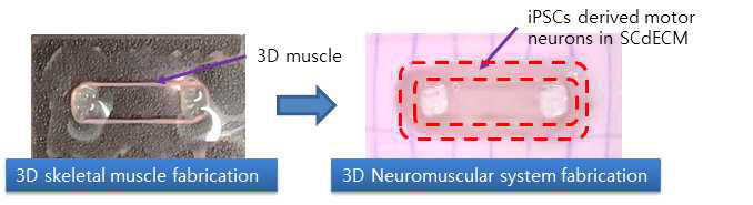 제작된 신경/근육 접합 형성 in vitro 플랫폼