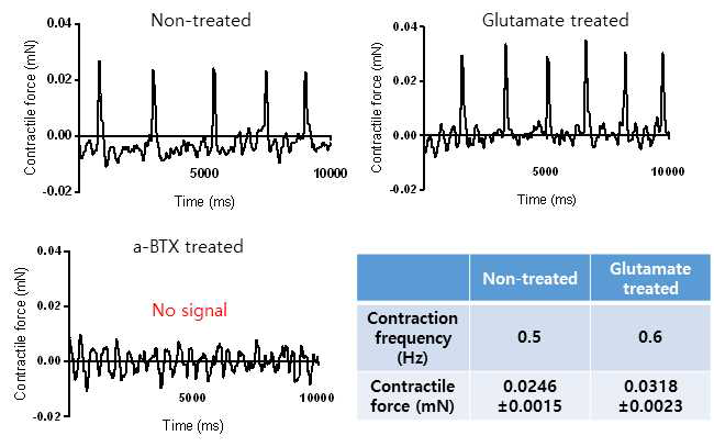 글루타메이트와 a-BTX처리를통한 신경/근육 접합의형성및 신호전달 기능 확인